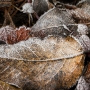 A bed of frosty leaves. Exposure: ISO 400, f/8, 1/40-sec. with +2/3-stop of Exposure Compensation.